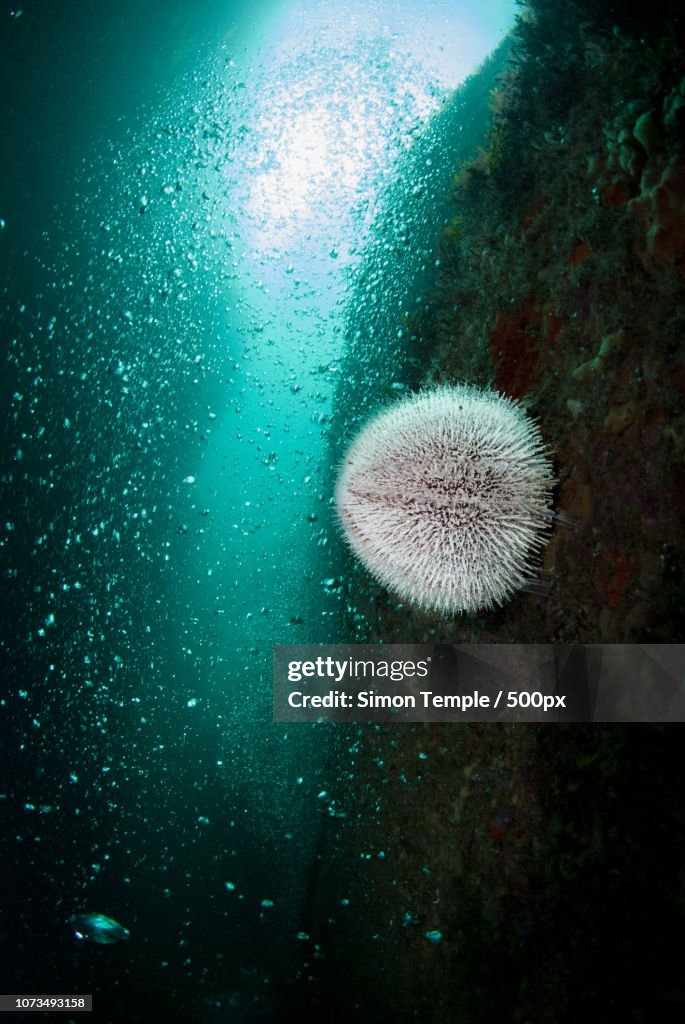 Urchin in bubble sunshine