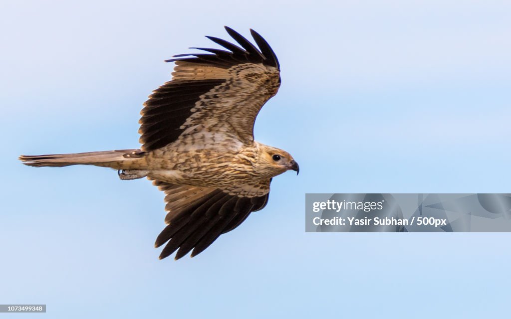 Whistling Kite