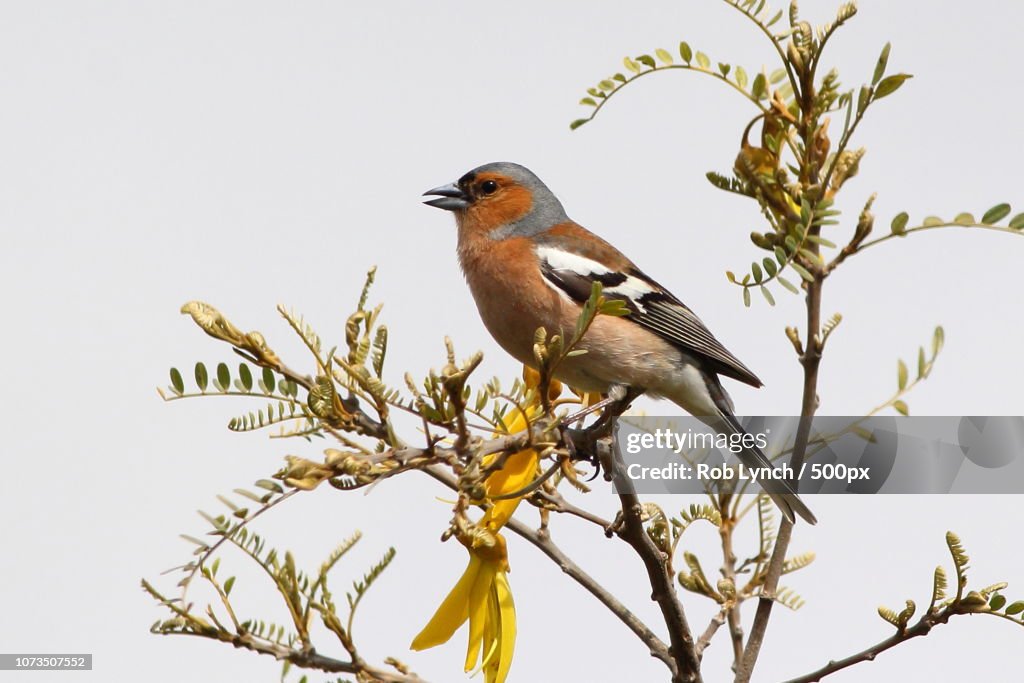 Chaffinch sitting in kowhai tree (NZ)
