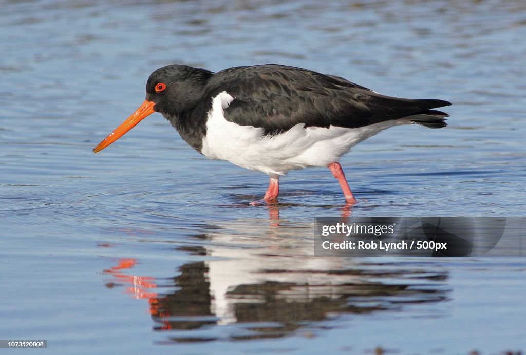 South Island pied oystercatcher (NZ)