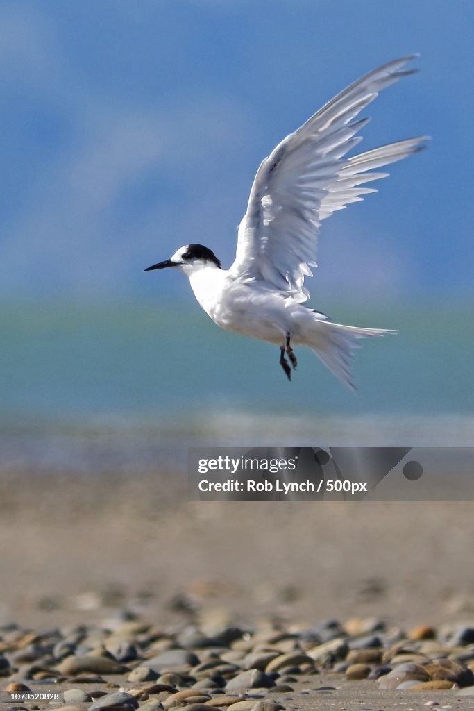 White-fronted tern (NZ) takes off from beach
