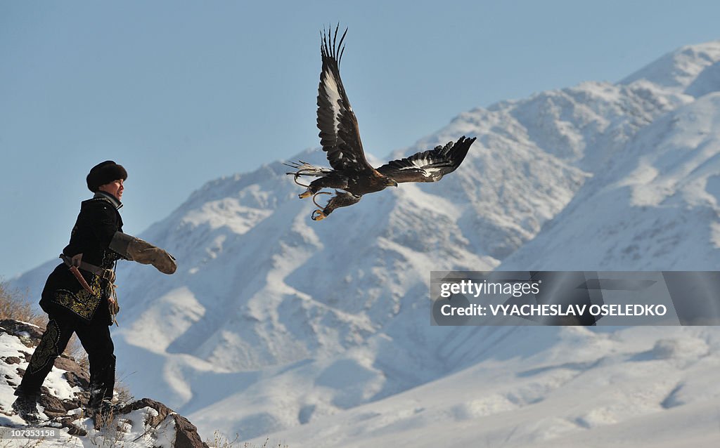 A Kazakh berkutchi (eagle hunter)  launc