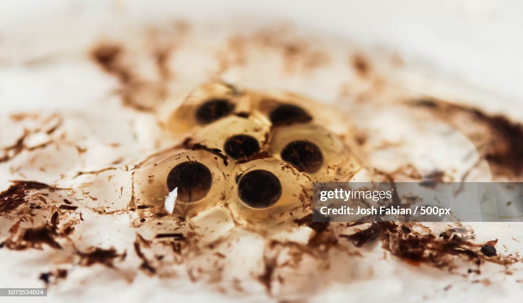 Poison Dart Frog Eggs