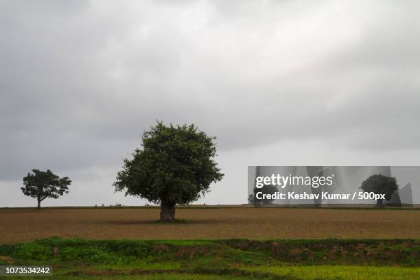 59 Treesome Stock Photos High Res Pictures and Images Getty Images 59 Treesome Stock Photos High Res Pictures and Images Getty Images