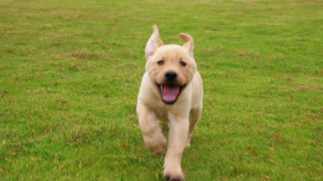 Lovely puppy Labrador running to the camera on the lawn, 4k