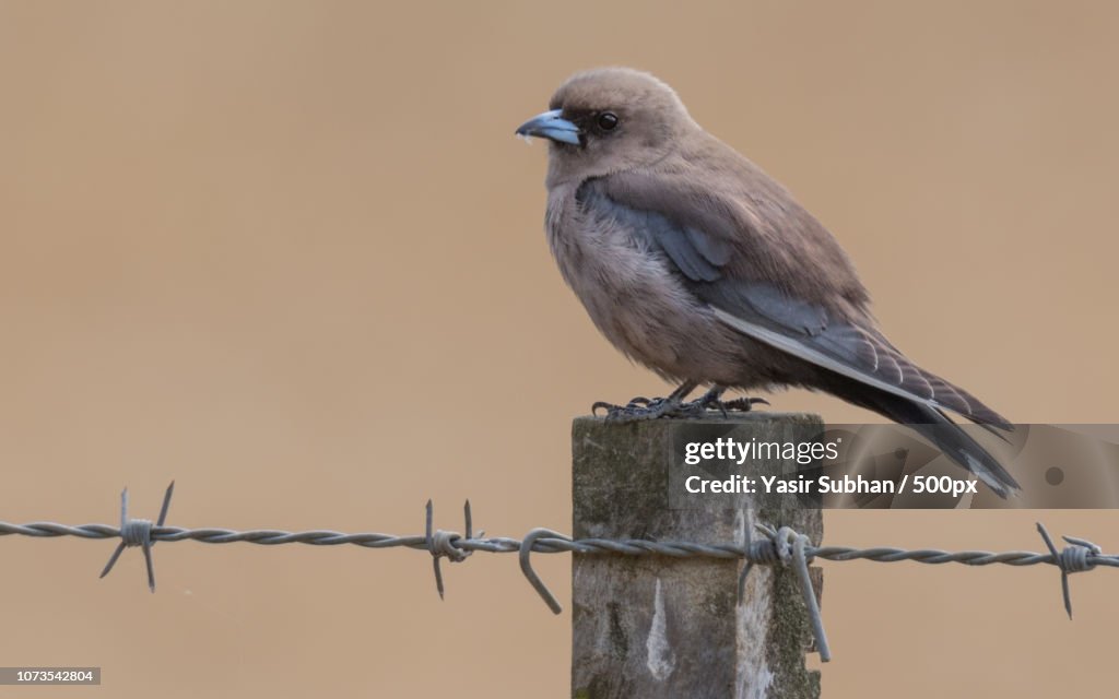Dusky Woodswallow
