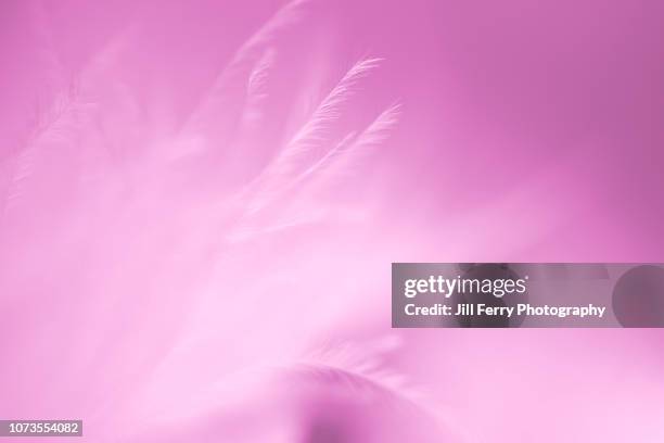 closeup of a pink feather - pink feathers stock pictures, royalty-free photos & images