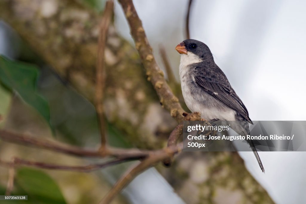 White-bellied Seedeater