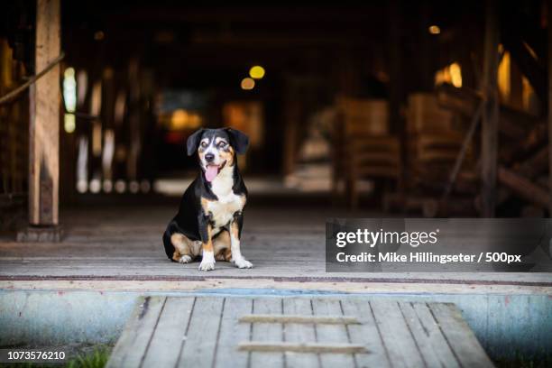 entlebucher sennenhund - entlebucher sennenhund stock pictures, royalty-free photos & images