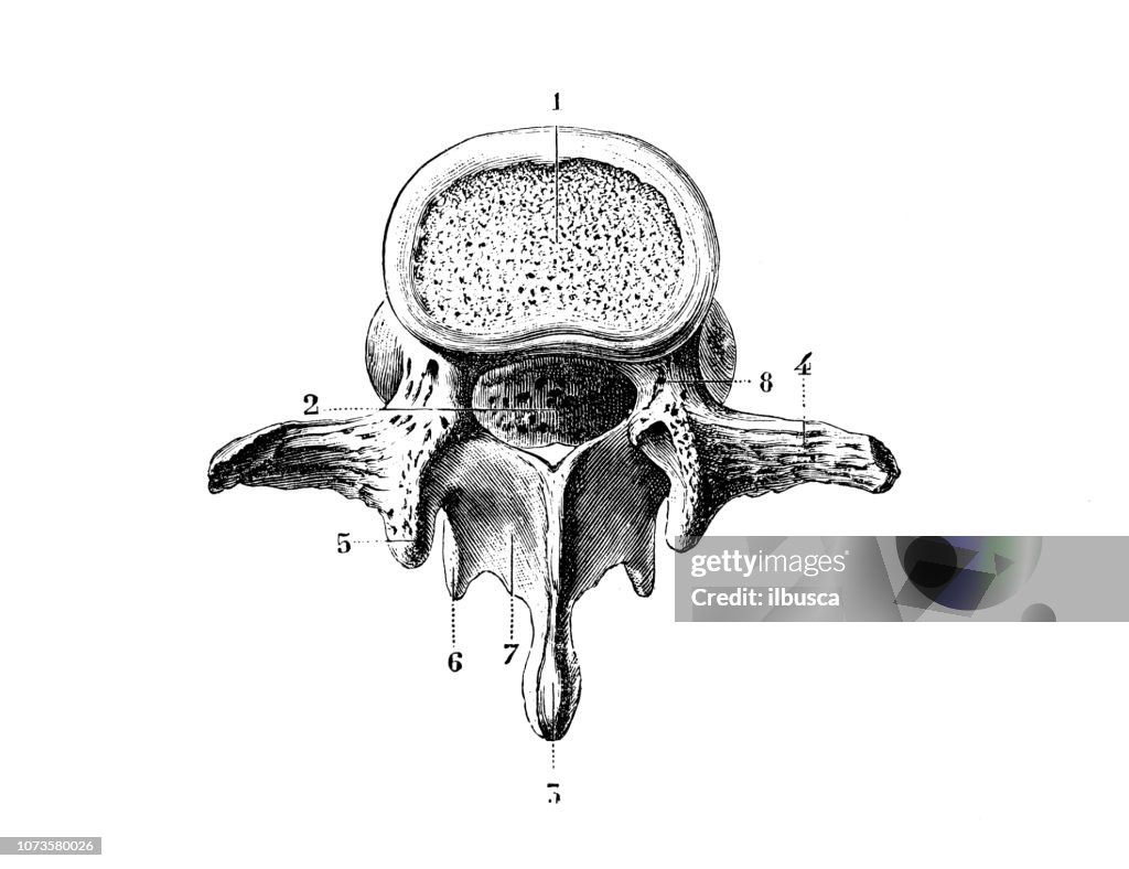 Antique illustration of human body anatomy bones: Lumbar vertebra