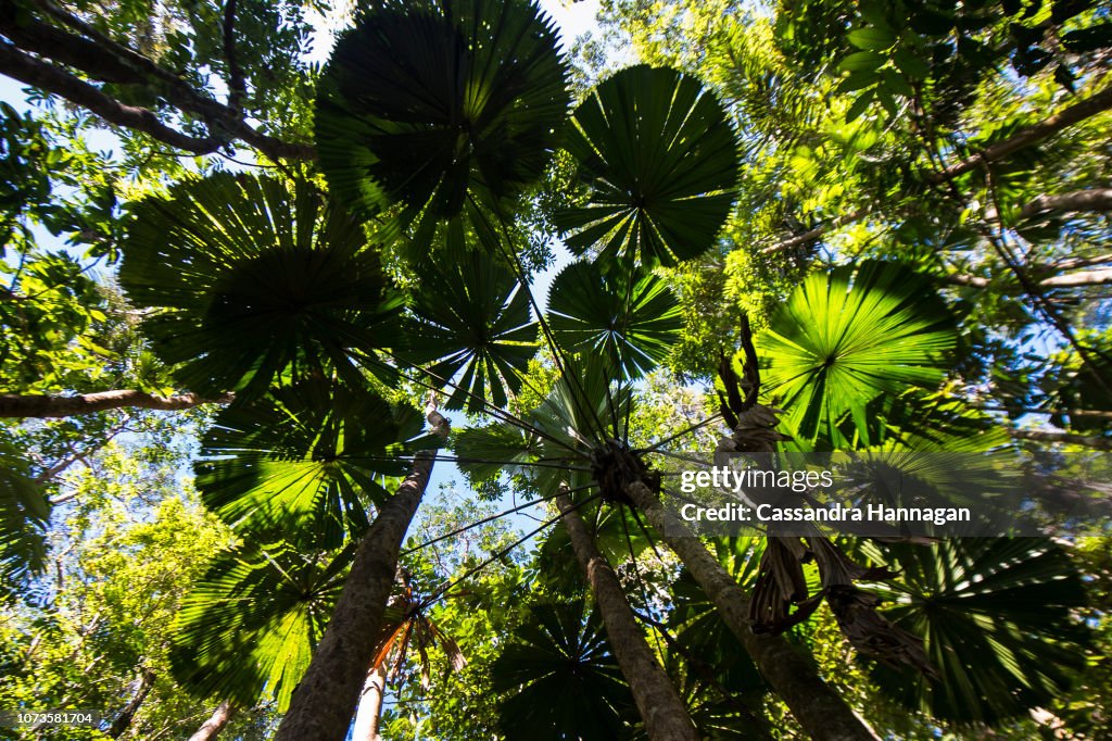 Fan Palms in the Daintree National Park