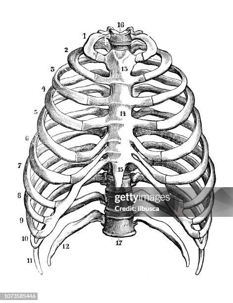 Bones In Ribs 783 Anatomy Of Rib Cage Stock Photos, High-Res Pictures, and Images ...