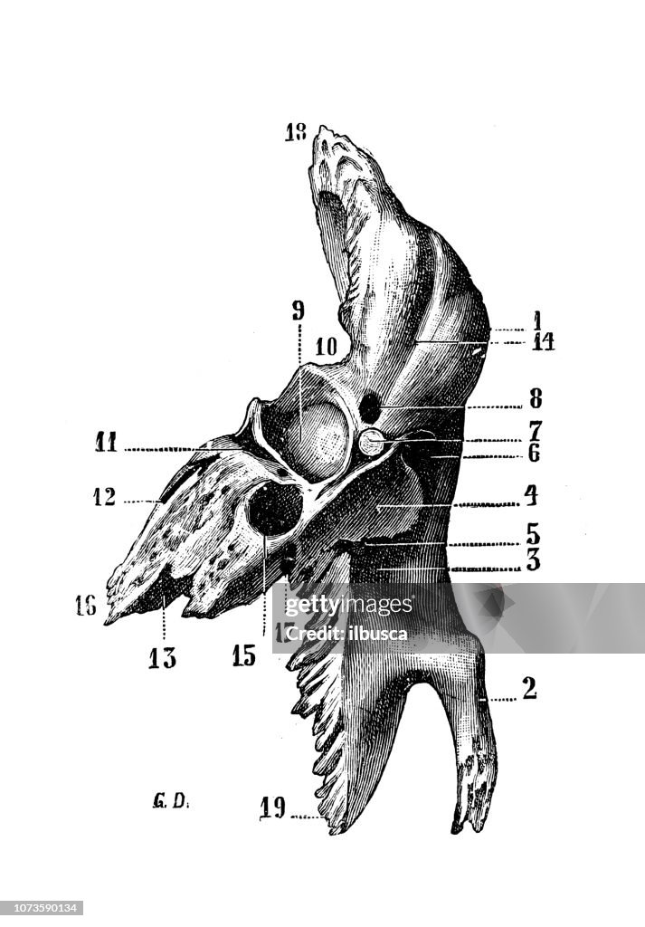 Antique illustration des os de l’anatomie de corps humain, crâne : OS Temporal