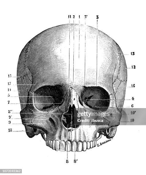 Human Skull Diagram Foto e immagini stock - Getty Images