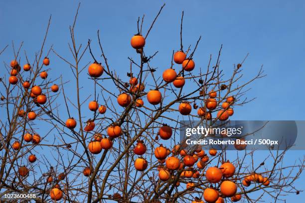 winter fruits - caqui fruta tropical - fotografias e filmes do acervo
