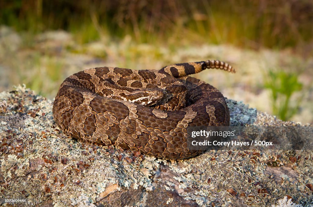 Massasauga Rattlesnake