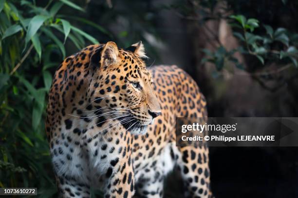 snow leopard close-up portrait - leopard face stockfoto's en -beelden