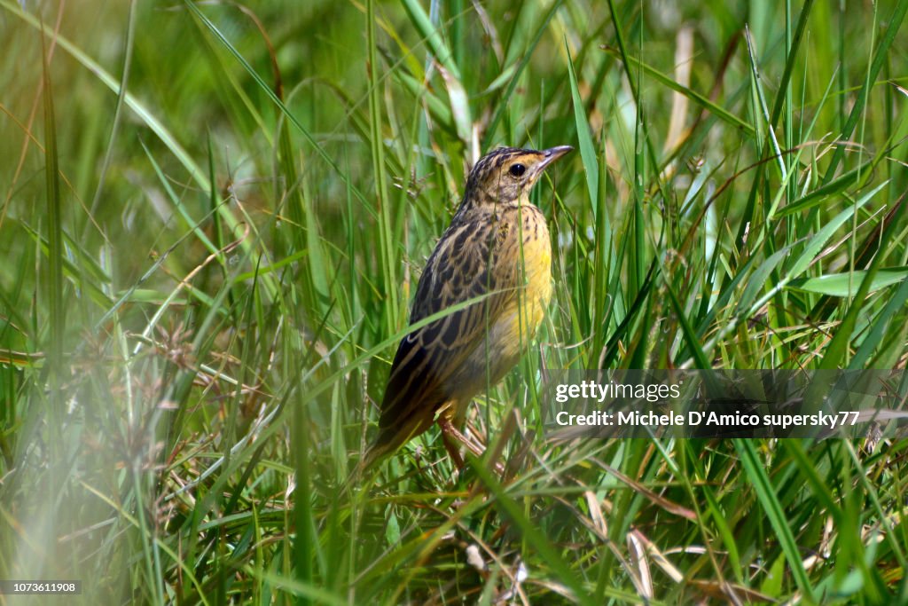 African pipit (Anthus cinnamomeus), also known as the grassveld pipit or grassland pipit