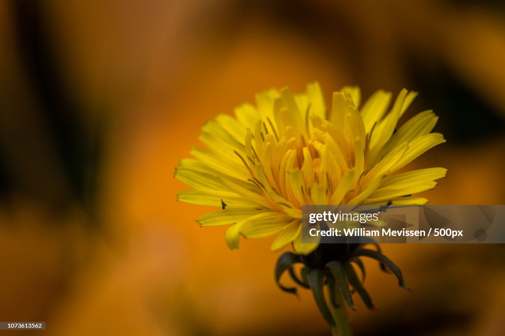 Autumn Dandelion