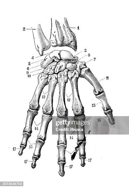 591点の中手骨イラスト素材 Getty Images 591点の中手骨イラスト素材 Getty Images