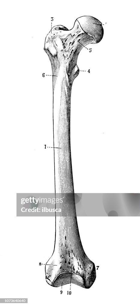 Antique illustration of human body anatomy bones: Femur
