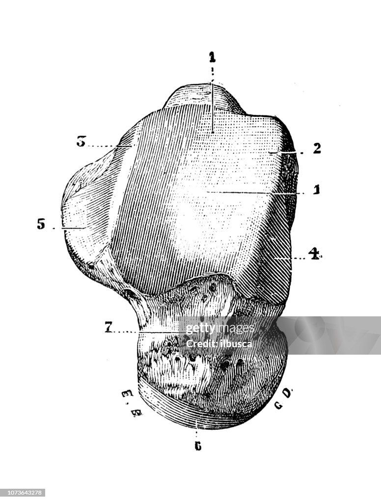 Talus Diffusion Talus Anatomy