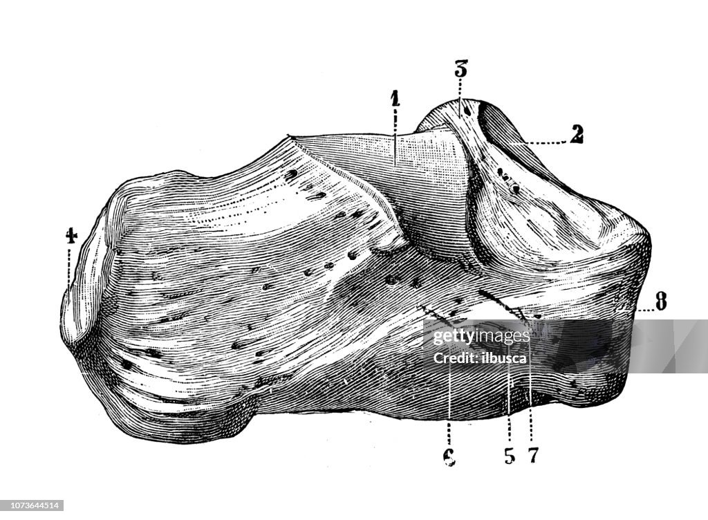 Calcaneus Bone Antique Illustration Of Human Body Anatomy Bones Calcaneus Bone High ...