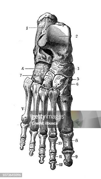 antique illustration of human body anatomy bones: ankle and foot bones - human foot anatomy stock illustrations