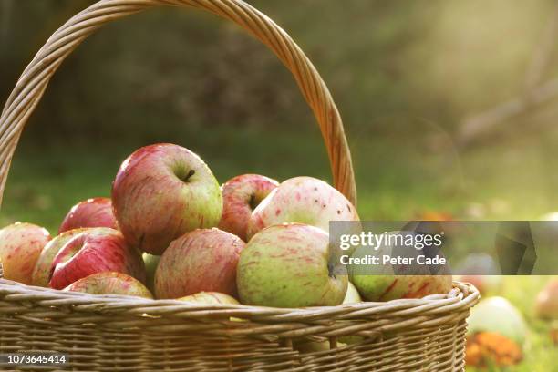 basket of freshly picked apples - orchard apple stock pictures, royalty-free photos & images