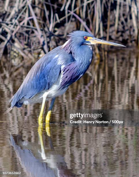 st marks wildlife refuge-4 - st marks wildlife refuge stock pictures, royalty-free photos & images