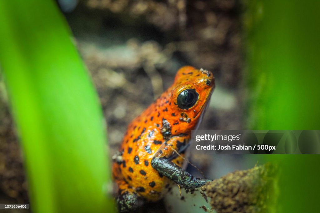 Oophaga pumilio Bahia Grande
