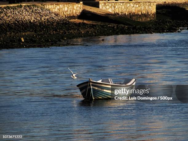 gaivotavoar.jpg - voar stock pictures, royalty-free photos & images