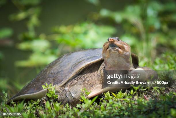 florida:softshell turtle - florida softshell turtle stock pictures, royalty-free photos & images