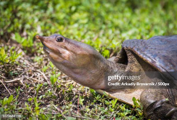 florida:softshell turtle nesting - florida softshell turtle stock pictures, royalty-free photos & images