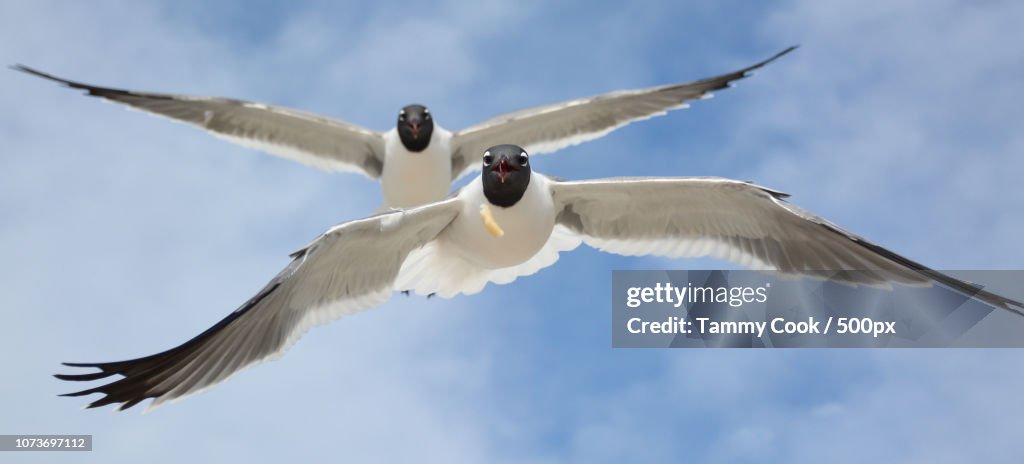 Yes, Seagulls really do love French Frys