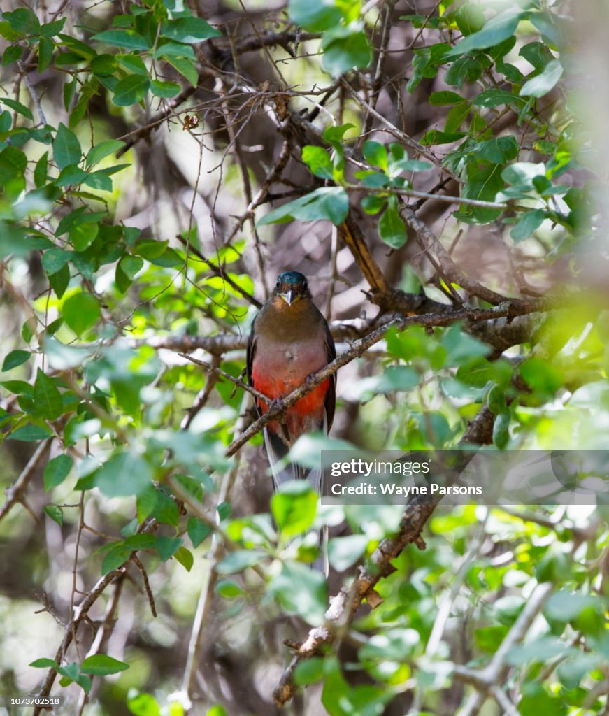 Female Narina Trogon, Apaloderma narina, Thornybush Game Reserve, South Africa.