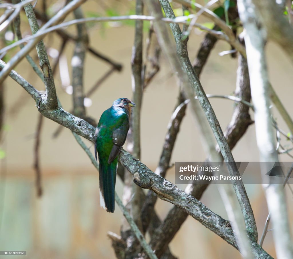 Female Narina Trogon, Apaloderma narina, Thornybush Game Reserve, South Africa.