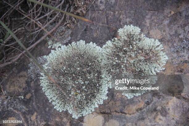 a cluster of blue/grey foliose lichens growing on the rocks next to the road over prince alfred's pass between knysna and avontuur in the western cape province of south africa. - avontuur foto e immagini stock