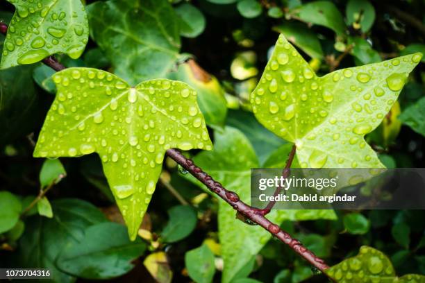 hojas de hiedra con gotas de agua - gotas agua bildbanksfoton och bilder