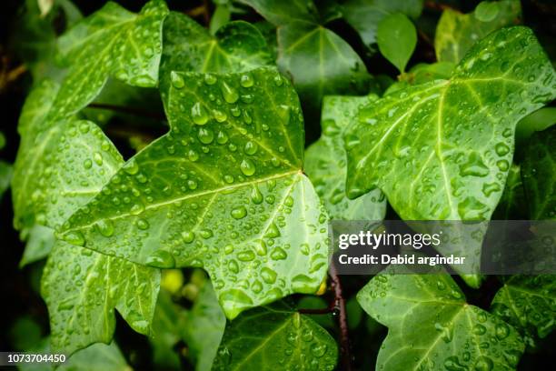 hojas de hiedra con gotas de agua - gotas agua bildbanksfoton och bilder