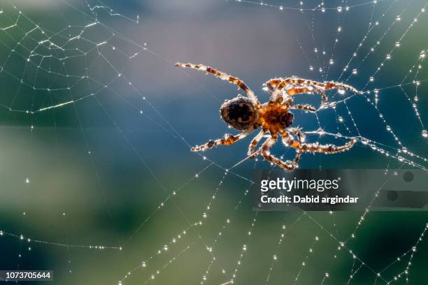 araña con gotas de agua del rocio por la mañana - spider web stock pictures, royalty-free photos & images