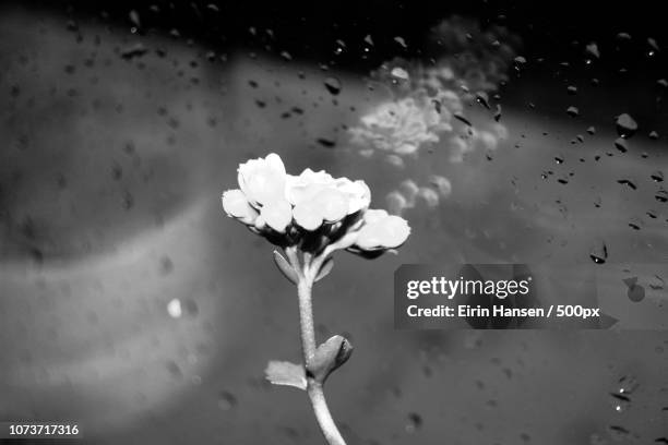 Frosty High-Res Stock Photo