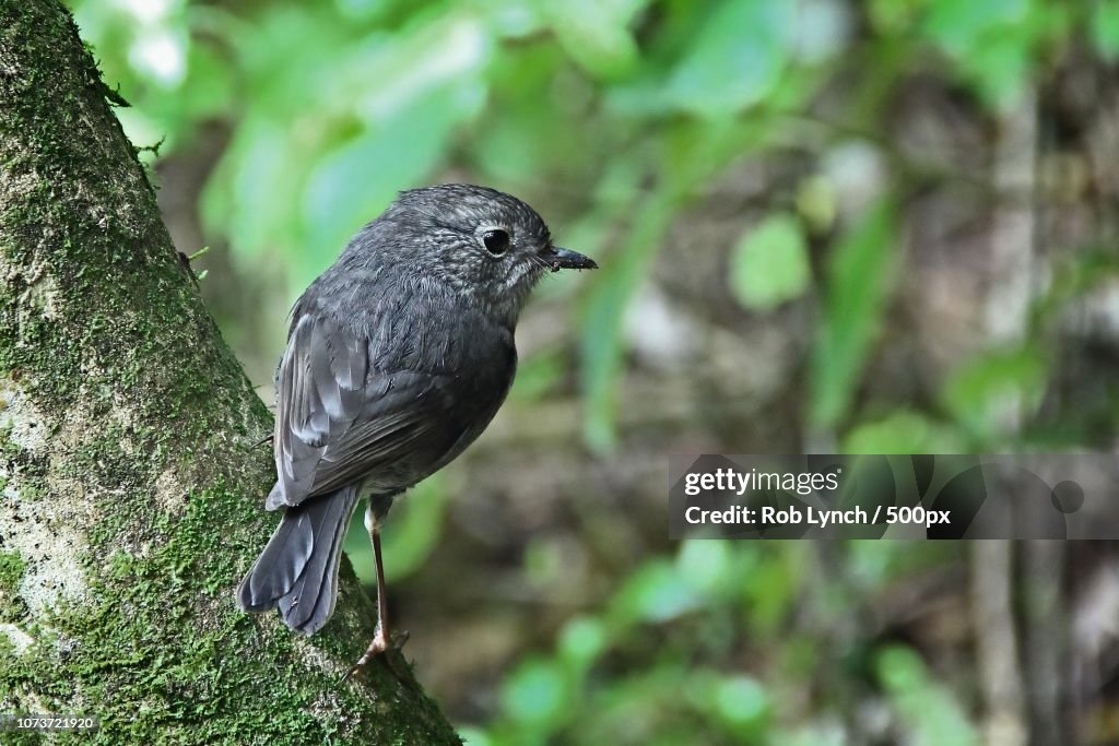 Looking out for insects
