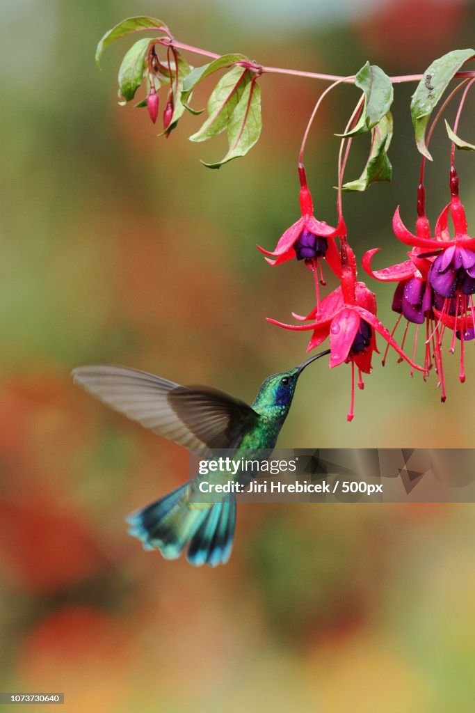 Green Violetear