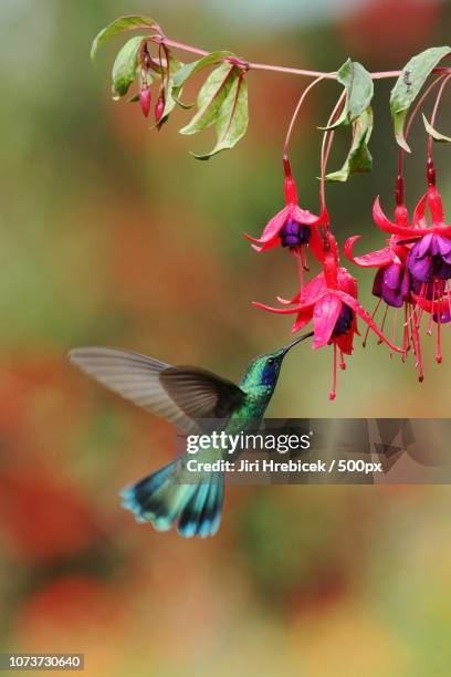 Green Violetear High-Res Stock Photo