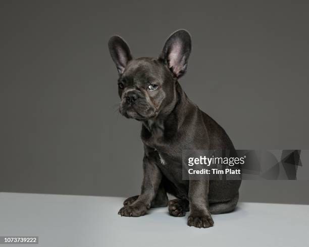 female blue french bulldog puppy. - lap dog stock pictures, royalty-free photos & images