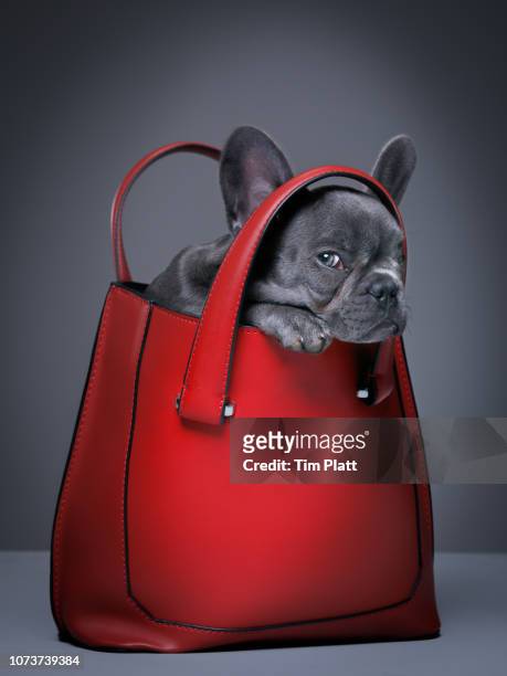 Female blue French Bulldog puppy in a handbag.