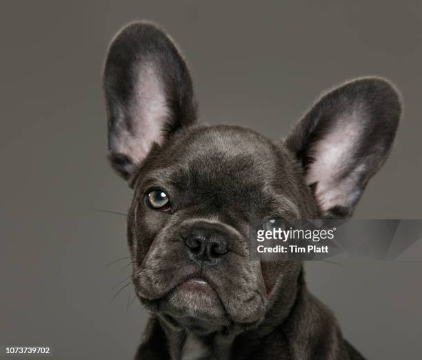 female blue french bulldog puppy. - animal ear - fotografias e filmes do acervo