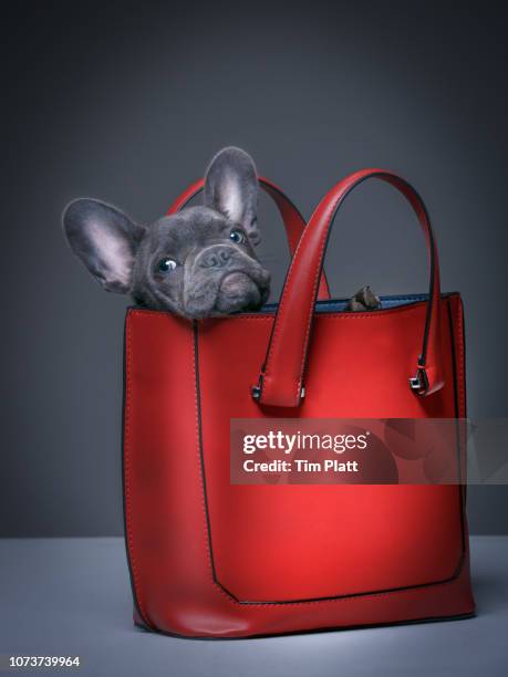 female blue french bulldog puppy in a handbag. - red purse stock pictures, royalty-free photos & images