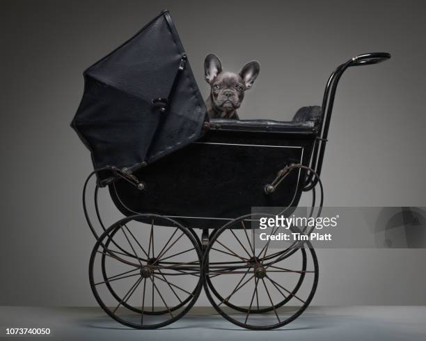 female blue french bulldog puppy in a toy pram. - carriage stockfoto's en -beelden